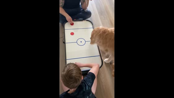 Dogs hilariously try to grab air hockey puck in Austin, Texas, USA