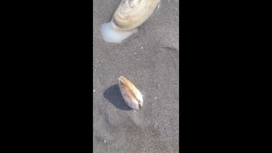 Clams expertly burrow into watery sand: San Antonio Este, Argentina