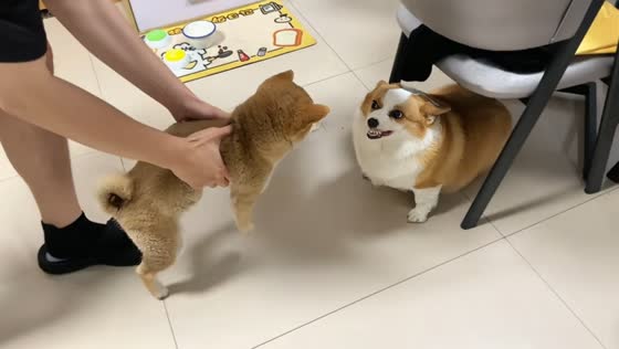 Dog shows teeth during awkward first meeting in Zhejiang, China