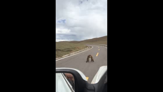 Two groundhogs clash on road in Sichuan, China