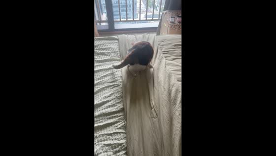 Cat playfully bites its paws before running and hopping around bed in Hunan, China