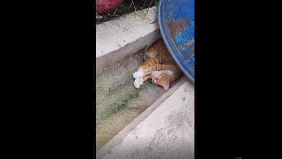 Mysterious water trench intruder: cat's nap halts the flow!