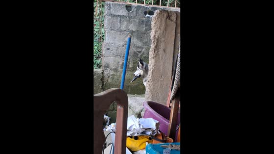 Playful dog plays with toy gun in San Pedro Sula, Honduras