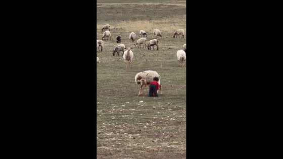 Child slips while trying to ride sheep in Gansu, China