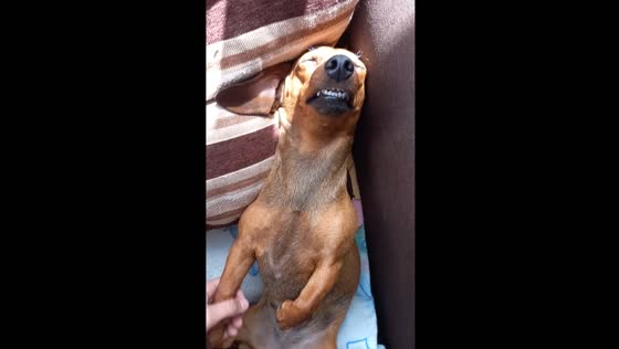 Dog sleeps so deeply it won't wake up when moved
