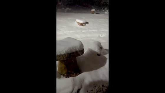 Snowfall after winter storm  in Evergreen, Colorado, USA
