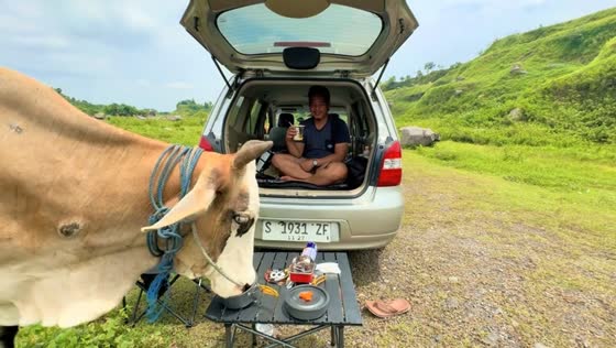 Cow crashes picnic and steals snacks at Ranu Manduro in Mojokerto, Indonesia