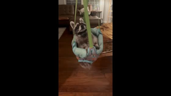 Itty the raccoon enjoys swinging at home 