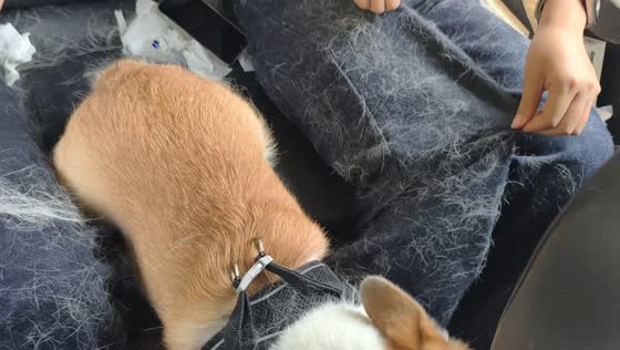 Corgi sheds fur all over car interior in Shaanxi, China