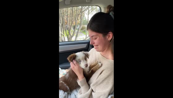 Canine connection: when your pup chooses you