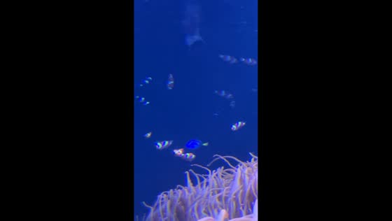 Blue tang follows clownfish around aquarium in London, UK