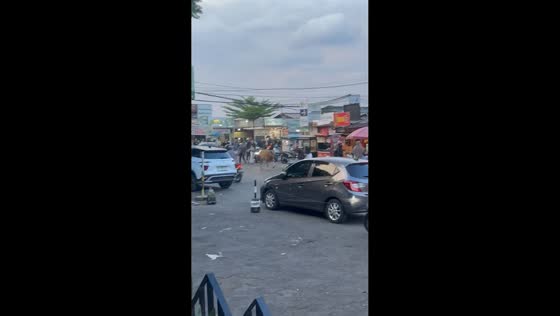 Cow drags man after being caught on road in Bogor, Java, Indonesia