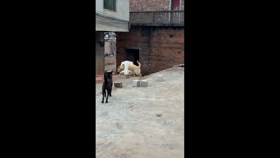 Playful dog gets hilariously stuck in plastic chair in Hunan, China