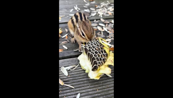 Squirrel adorably eats sunflower seeds while being touched in Inner Mongolia, China