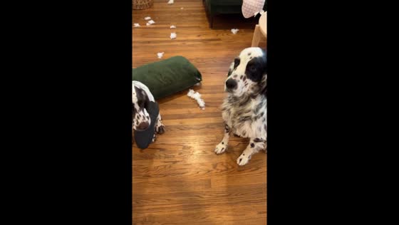 Tampa dog owner shares video of their dogs' mischief and innocent faces