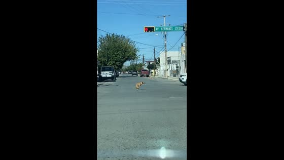 Dog relieves itself in middle of street in Ciudad Juárez, Mexico