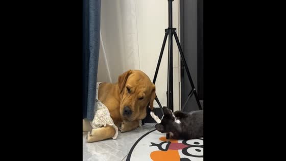 Kitten wakes napping dog in Beijing, China