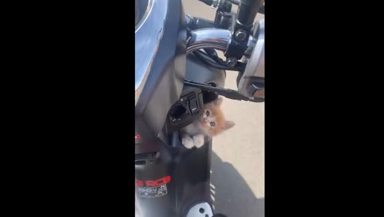 Cat cruisin': feline passenger takes a ride in mini bike