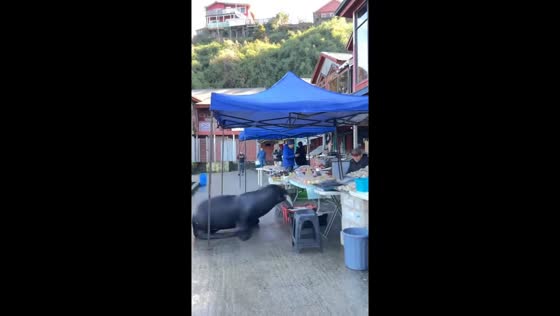 Seal steals fish from vendor in Puerto Montt, Chile