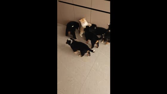 Puppies crowd around a cat for cuddles in Liaoning, China
