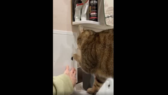 Curious cat relaxes in sink and tries to open door in Grodno, Belarus