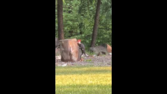 Giant woodpecker visits during morning coffee in Caledon, Ontario