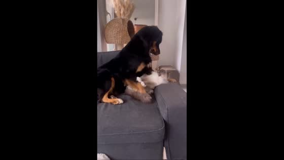 Dog and cat share heartwarming interaction in Lyon, France