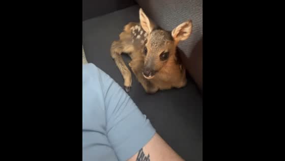 Heartwarming walk and bonding with a young deer in Amol, Iran