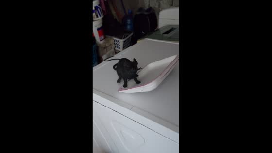 Family in Iquique, Chile, shares hilarious reaction to unexpected houseguest—a rat!