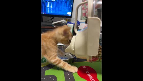 Kitten eats directly from food container before owner fills bowl in Zhejiang, China