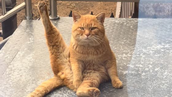 Cat sits with one foot up looking serious in Shandong, China