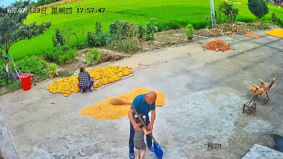 Girl's playful hopping on grain shovel ends in funny mishap in Hubei, China