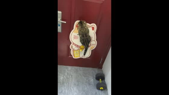 Playful cat feeding moment ends in funny pose in Jiangsu, China