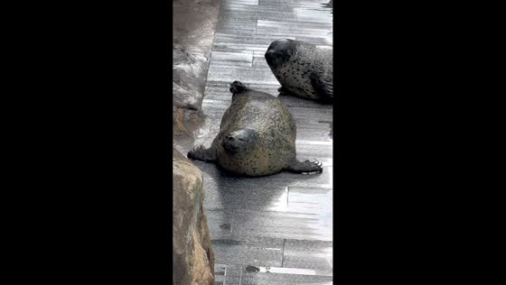 Vocal spotted seal entertains visitors at marine park in Shandong, China