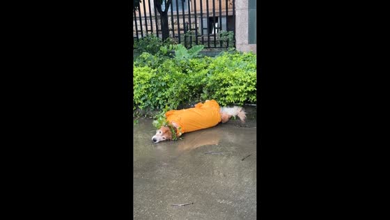 Dog struggles to escape from bushes in Guangdong, China