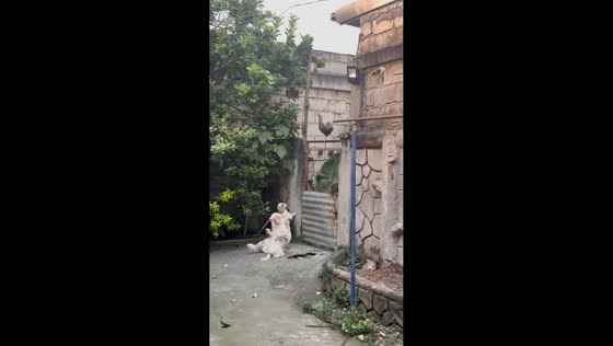 Three curious dogs mesmerized by a chicken in Solana, Cagayan, Philippines