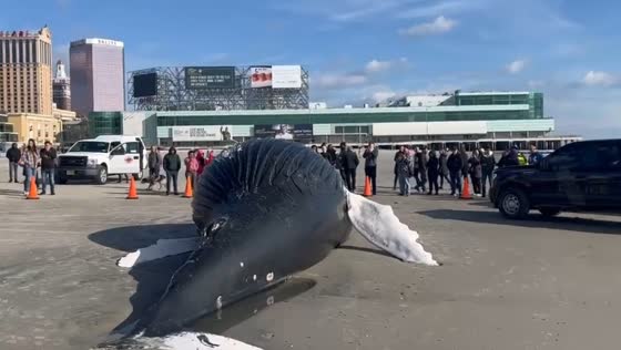 A large whale washed up on the beach at Atlantic City.