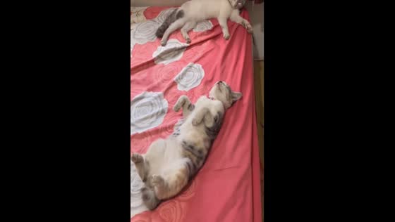 Adorable cats caught snoozing: one sleeps on its back with paws curled up in the air