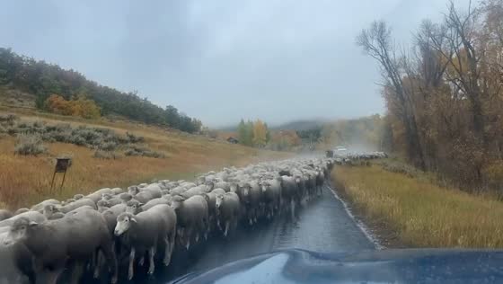 Pyrenees-led sheep drive through rainy Park City, Utah