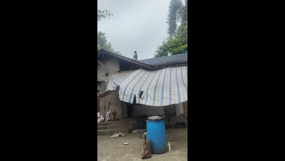 Goat slips from rooftop after stepping on tarp in Sichuan, China