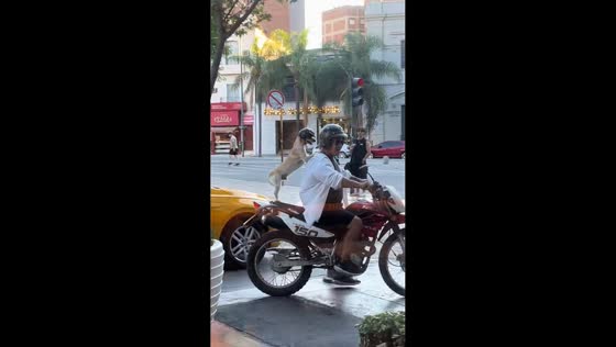 Dog rides on motorcycle wearing helmet in Santiago del Estero, Argentina