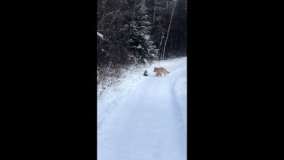 Video: dog vs. skunk showdown: Reuben's playtime turns stinky!