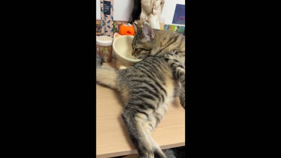 Cat lazily drinks water while lying on its side on a desk in Shandong, China