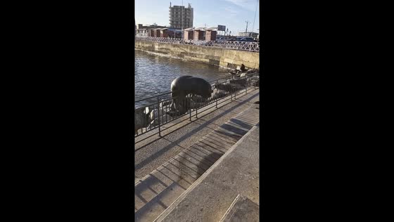 Seal joins fellow seals after crossing grill barrier in Antofagasta