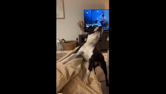 Playful Boston Terrier throws punches!