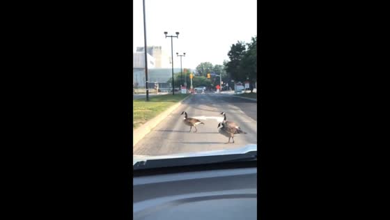 Ducks cause traffic delay in North York, Ontario