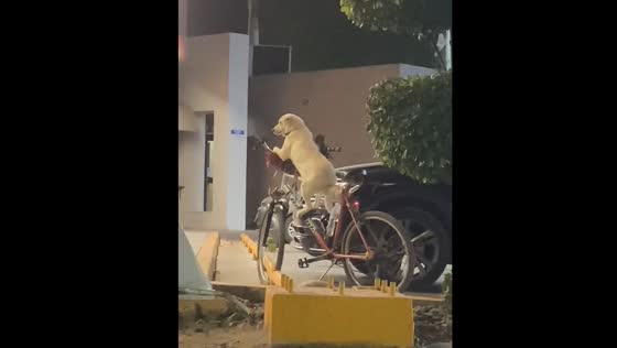 Dog seen sitting on bicycle outside store in Tulum