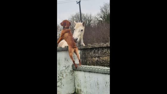 Dog and horse share a playful moment in Galway, Ireland