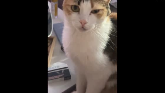 Mirror reflection: feline empathy or playful mimicry?