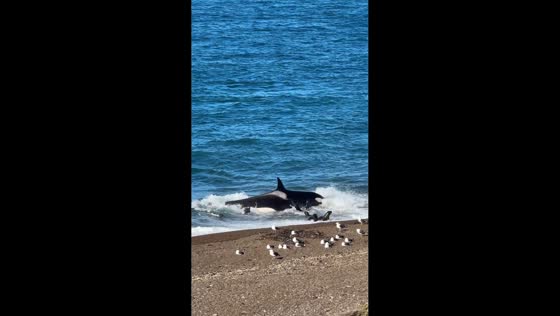 Orcas hunt near shoreline in Punta Norte, Chubut, Argentina
